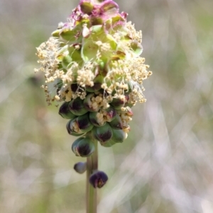 Sanguisorba minor at Jerrabomberra, ACT - 31 Oct 2021 12:41 PM