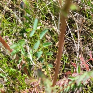 Sanguisorba minor at Jerrabomberra, ACT - 31 Oct 2021 12:41 PM