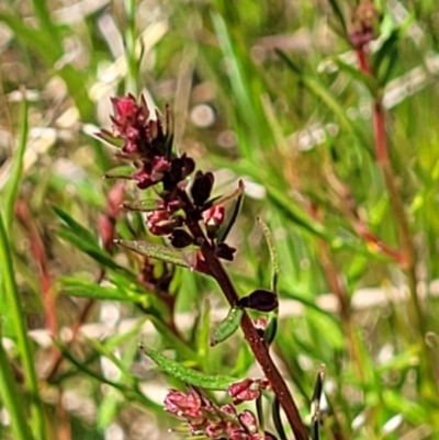 Haloragis heterophylla (Variable Raspwort) at Jerrabomberra, ACT - 31 Oct 2021 by trevorpreston