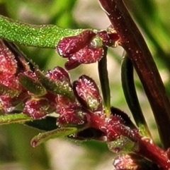 Haloragis heterophylla at Jerrabomberra, ACT - 31 Oct 2021