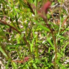 Haloragis heterophylla at Jerrabomberra, ACT - 31 Oct 2021