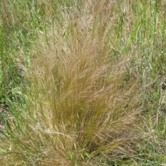 Austrostipa scabra subsp. falcata (Rough Spear-grass) at Jerrabomberra, ACT - 31 Oct 2021 by trevorpreston