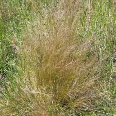 Austrostipa scabra subsp. falcata (Rough Spear-grass) at Jerrabomberra, ACT - 31 Oct 2021 by trevorpreston