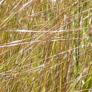 Austrostipa scabra subsp. falcata at Jerrabomberra, ACT - 31 Oct 2021