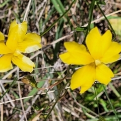 Goodenia pinnatifida (Scrambled Eggs) at Jerrabomberra, ACT - 31 Oct 2021 by trevorpreston