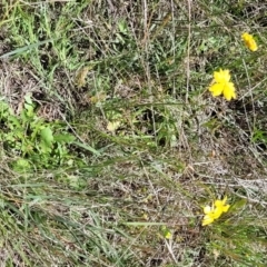 Goodenia pinnatifida at Jerrabomberra, ACT - 31 Oct 2021