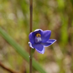 Thelymitra sp. (A sun orchid) at Gungaderra Grasslands - 30 Oct 2021 by DPRees125
