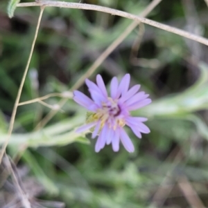 Vittadinia gracilis at Jerrabomberra, ACT - 31 Oct 2021