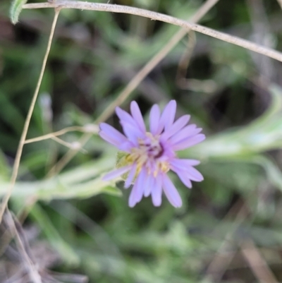 Vittadinia gracilis (New Holland Daisy) at Jerrabomberra, ACT - 31 Oct 2021 by tpreston