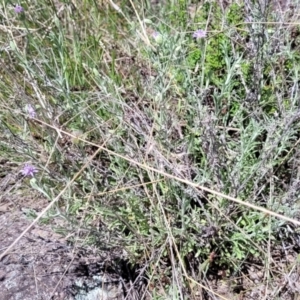 Vittadinia gracilis at Jerrabomberra, ACT - 31 Oct 2021