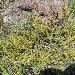 Galium gaudichaudii subsp. gaudichaudii at Jerrabomberra, ACT - 31 Oct 2021