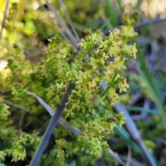 Galium gaudichaudii subsp. gaudichaudii at Jerrabomberra, ACT - 31 Oct 2021 12:12 PM