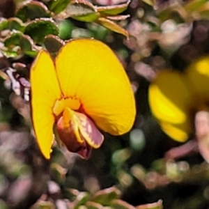 Bossiaea buxifolia at Jerrabomberra, ACT - 31 Oct 2021 12:08 PM