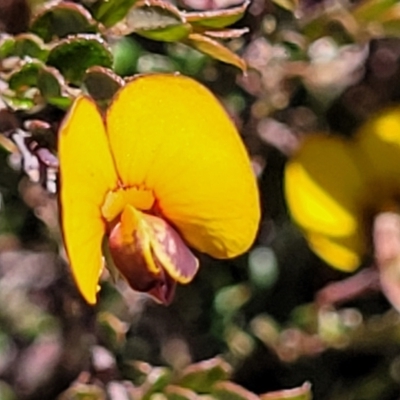 Bossiaea buxifolia (Matted Bossiaea) at Jerrabomberra, ACT - 31 Oct 2021 by trevorpreston