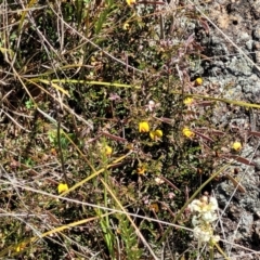 Bossiaea buxifolia at Jerrabomberra, ACT - 31 Oct 2021