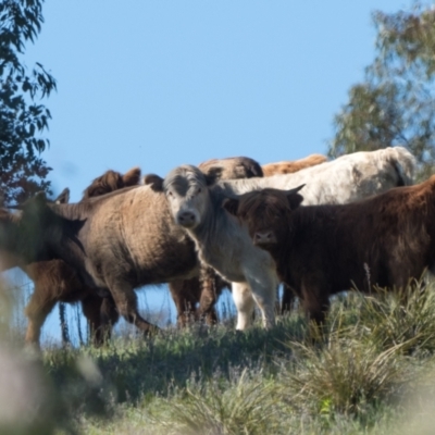 Bos taurus (Wild Cattle) at Booth, ACT - 31 Oct 2021 by patrickcox