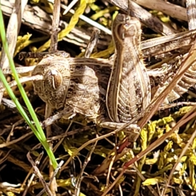 Perunga ochracea (Perunga grasshopper, Cross-dressing Grasshopper) at Jerrabomberra Grassland - 31 Oct 2021 by trevorpreston