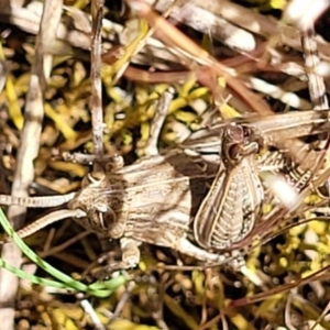 Perunga ochracea at Jerrabomberra, ACT - 31 Oct 2021