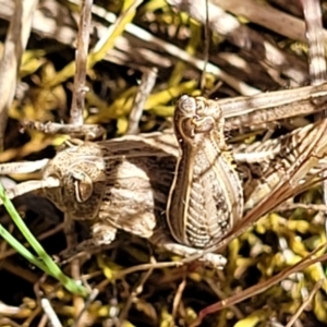 Perunga ochracea at Jerrabomberra, ACT - 31 Oct 2021