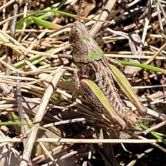 Perunga ochracea (Perunga grasshopper, Cross-dressing Grasshopper) at Jerrabomberra Grassland - 31 Oct 2021 by trevorpreston