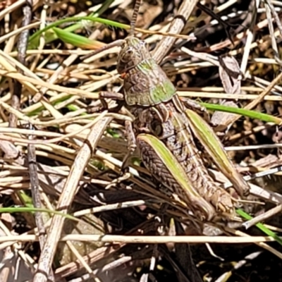 Perunga ochracea (Perunga grasshopper, Cross-dressing Grasshopper) at Jerrabomberra, ACT - 31 Oct 2021 by trevorpreston