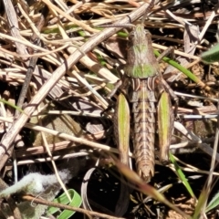 Perunga ochracea at Jerrabomberra, ACT - 31 Oct 2021