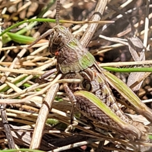 Perunga ochracea at Jerrabomberra, ACT - 31 Oct 2021