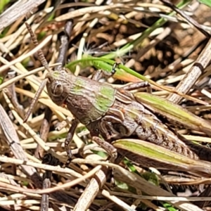 Perunga ochracea at Jerrabomberra, ACT - 31 Oct 2021