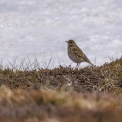 Anthus australis (Australian Pipit) at Kosciuszko National Park - 30 Oct 2021 by trevsci