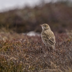 Anthus australis at Kosciuszko National Park, NSW - 30 Oct 2021