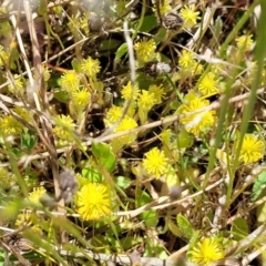 Triptilodiscus pygmaeus (Annual Daisy) at Jerrabomberra, ACT - 31 Oct 2021 by tpreston