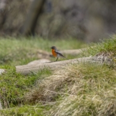 Petroica phoenicea (Flame Robin) at Kosciuszko National Park, NSW - 30 Oct 2021 by trevsci