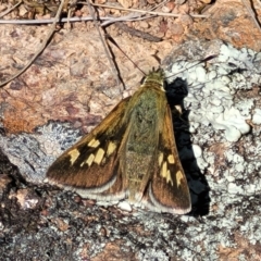 Trapezites luteus (Yellow Ochre, Rare White-spot Skipper) at Jerrabomberra, ACT - 31 Oct 2021 by tpreston