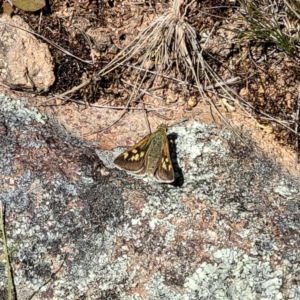 Trapezites luteus at Jerrabomberra, ACT - 31 Oct 2021