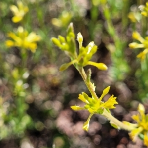 Pimelea curviflora at Jerrabomberra, ACT - 31 Oct 2021 12:02 PM