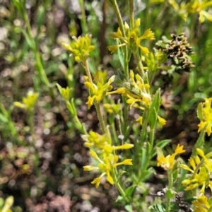 Pimelea curviflora at Jerrabomberra, ACT - 31 Oct 2021 12:02 PM