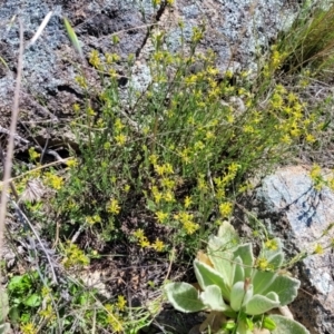 Pimelea curviflora at Jerrabomberra, ACT - 31 Oct 2021