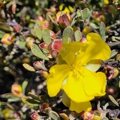 Hibbertia obtusifolia (Grey Guinea-flower) at Jerrabomberra Grassland - 31 Oct 2021 by tpreston