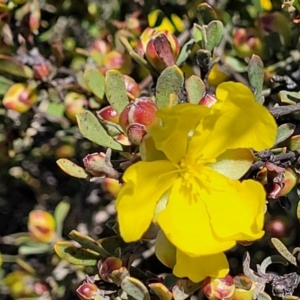 Hibbertia obtusifolia at Jerrabomberra, ACT - 31 Oct 2021