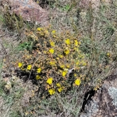 Hibbertia obtusifolia at Jerrabomberra, ACT - 31 Oct 2021