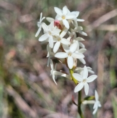 Stackhousia monogyna (Creamy Candles) at Jerrabomberra Grassland - 31 Oct 2021 by tpreston