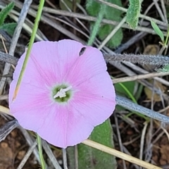 Convolvulus angustissimus subsp. angustissimus (Australian Bindweed) at Jerrabomberra, ACT - 31 Oct 2021 by tpreston