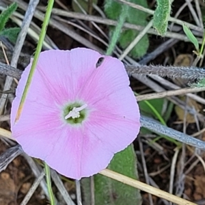 Convolvulus angustissimus subsp. angustissimus at Jerrabomberra, ACT - 31 Oct 2021