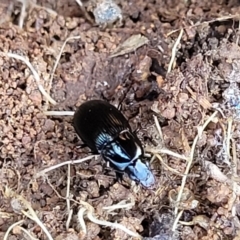 Carabidae sp. (family) (A ground beetle) at Jerrabomberra Grassland - 31 Oct 2021 by trevorpreston