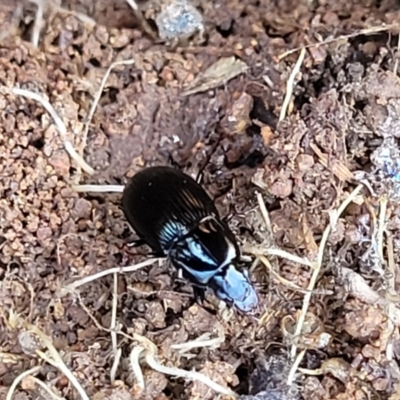 Carabidae sp. (family) (A ground beetle) at Jerrabomberra, ACT - 31 Oct 2021 by trevorpreston