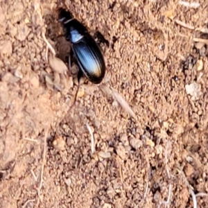 Carabidae sp. (family) at Jerrabomberra, ACT - 31 Oct 2021