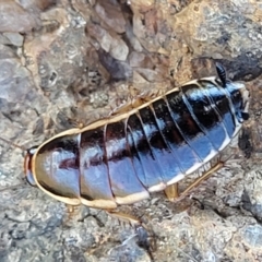 Melanozosteria dookiensis (Dookie woodland cockroach) at Jerrabomberra Grassland - 31 Oct 2021 by trevorpreston