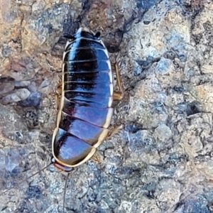 Melanozosteria dookiensis at Jerrabomberra, ACT - 31 Oct 2021