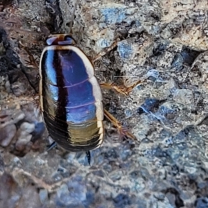 Melanozosteria dookiensis at Jerrabomberra, ACT - 31 Oct 2021