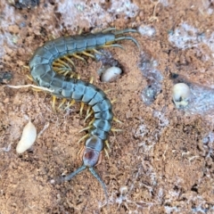 Cormocephalus aurantiipes (Orange-legged Centipede) at Jerrabomberra Grassland - 31 Oct 2021 by trevorpreston